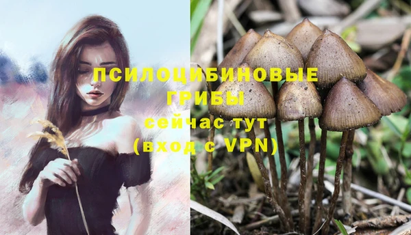 PSILOCYBIN Пролетарск